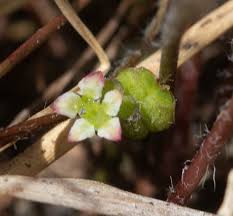 Image result for Centella glabrata