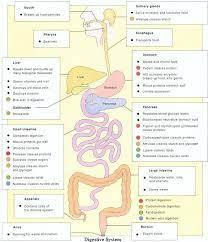 Pin By Jessie Rose On Anatomy Physiology Medical Education Nursing School Notes Nursing Study