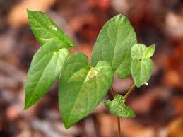 Image result for Aristolochia albida