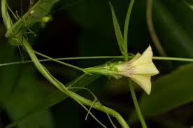 Image result for Xenostegia alatipes