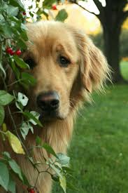 Join facebook to connect with andrew kavita and others you may know. Pin By Anne Timmermans On Pawfection Retriever Puppy Golden Retriever Cute Puppies