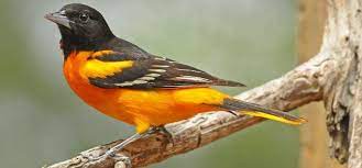 So keep in mind, if you want to attract orioles, be ready by april 25th. Orioles In Michigan 2 Species W Range Maps Bird Watching Hq