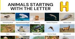 211 1 describe your collection here. Animals That Start With H List Of 52 Animals Starting With H 7esl