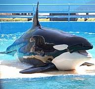 Il y a 11 ans|266 vues. Marineland D Antibes Wikipedia