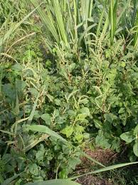 Image result for Amaranthus dubius