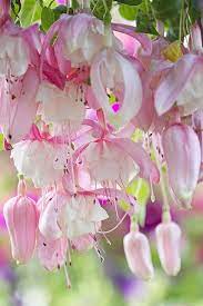 Pin On Home Gardening