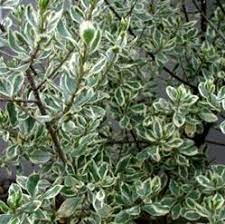 Variegated Italian Buckthorn Shade Plants Variegated Plants Plants