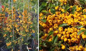 Image result for Pyracantha coccinea soleil d'or