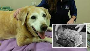 It is best to visit the veterinarian with your dog once you notice a lump. Spleen Tumour In Dogs Splenic Mass Treatment In Brisbane