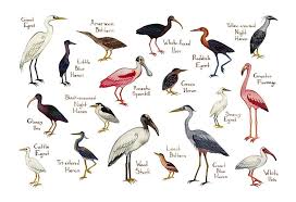 Birds Of The Bahamas Field Guide Wading Birds Field Guide Art Print Bird Poster Field Guide Nature Wall Art