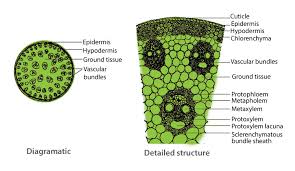 Preparation And Study Of T S Of Dicot And Monocot Roots And Stems Primary