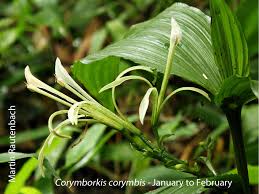 Image result for Corymborkis