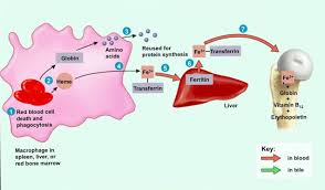 Image result for Red Blood Cell