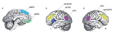 Current neuroscientific research using fmri suggests increased activity in this small brain region when volunteers are tasked with thinking about various situations from the point of view of another human being. Https Epub Uni Regensburg De 30938 1 116346 Sommer Provisionalpdf1 Pdf