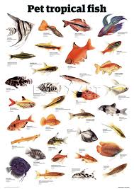 tropical fish types fish breeds for your aquarium adds