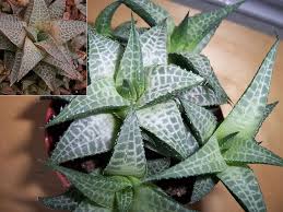 Image result for Ficus tesselata