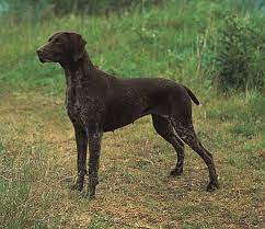 See more ideas about hunting dogs, dogs, german shorthaired pointer. German Shorthaired Pointer Breed Of Dog Britannica