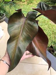 Who Is This The Local Plant Merchant Here Is Not Fluent In Specifics Dark Lord Black Cardinal Neither Philodendron