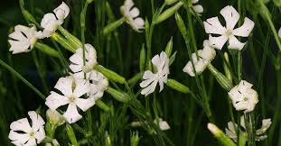 Image result for Renealmia africana