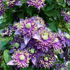 Image result for Clematis costata