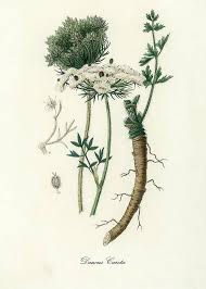 Image result for Daucus carota