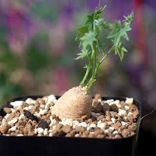 Image result for Trochomeria macrocarpa