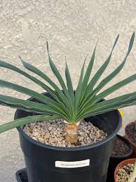 Image result for Boophone