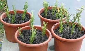 Maybe you would like to learn more about one of these? Propagating Rosemary From Cuttings Seeds More Epic Gardening