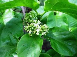 Image result for Tarenna pavettoides