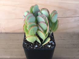Image result for Kalanchoe velutina