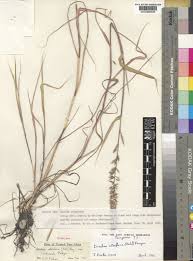 Image result for Dinebra retroflexa