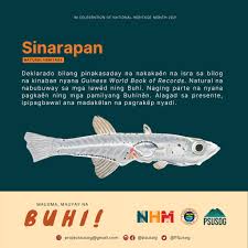 Tabilos (iloilo) leiognathus elongatus (gunther 1874) slender ponyfish leiognathidae tabilus (iloilo) leiognathus berbis (valenciennes 1835) berber. Bfar Bikol Posts Facebook