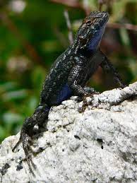 Western Fence Lizard Coniferous Forest
