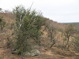 Image result for Androstachys