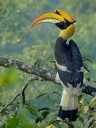 413 transparent png illustrations and cipart matching hornbill. Hornbill Wikipedia