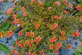 Image result for Lysimachia arvensis