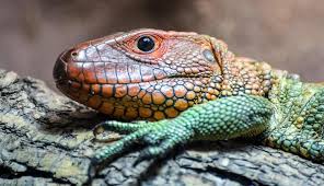Amphibians and reptiles come in lots of sizes and colors. Top 20 Best Pet Lizards For Beginners Everything Reptiles