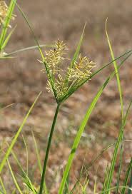 Image result for Cyperus denudatus