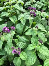 Image result for Heliotropium lineare