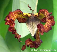 Image result for Monodora