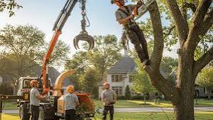 Buffalo, NY Tree Service | Arbor Tree Care