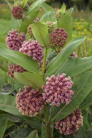 Image result for Asclepias foliosa