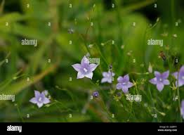 Image result for Wahlenbergia undulata