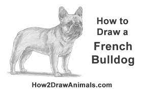 How to draw a bulldog. How To Draw A Dog French Bulldog