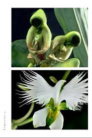 This Is One Of The Orchid Species Named Flower Of The Holy Spirit It Blooms Once A Year Before Blooming It Lo Strange Flowers Unusual Flowers Orchid Flower
