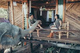 Most mae wang hotels offer free cancellation. Cruel Treatment Of Elephants Review Of Chai Lai Orchid Mae Wang Thailand Tripadvisor