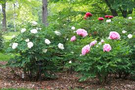 Tree peonies require a winter dormancy period, but temperatures do not need to drop below freezing. Tree Design And Planting Peony S Envy