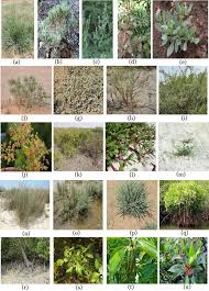 Image result for Halopyrum mucronatum