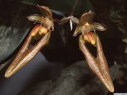Image result for Bulbophyllum vulcanicum