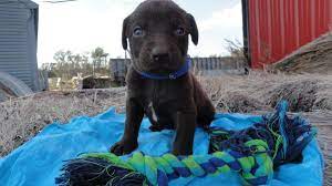 They are weaned, have first shots, dewormed, and ready to go. Chocolate Lab Blue Eyes Puppies For Sale